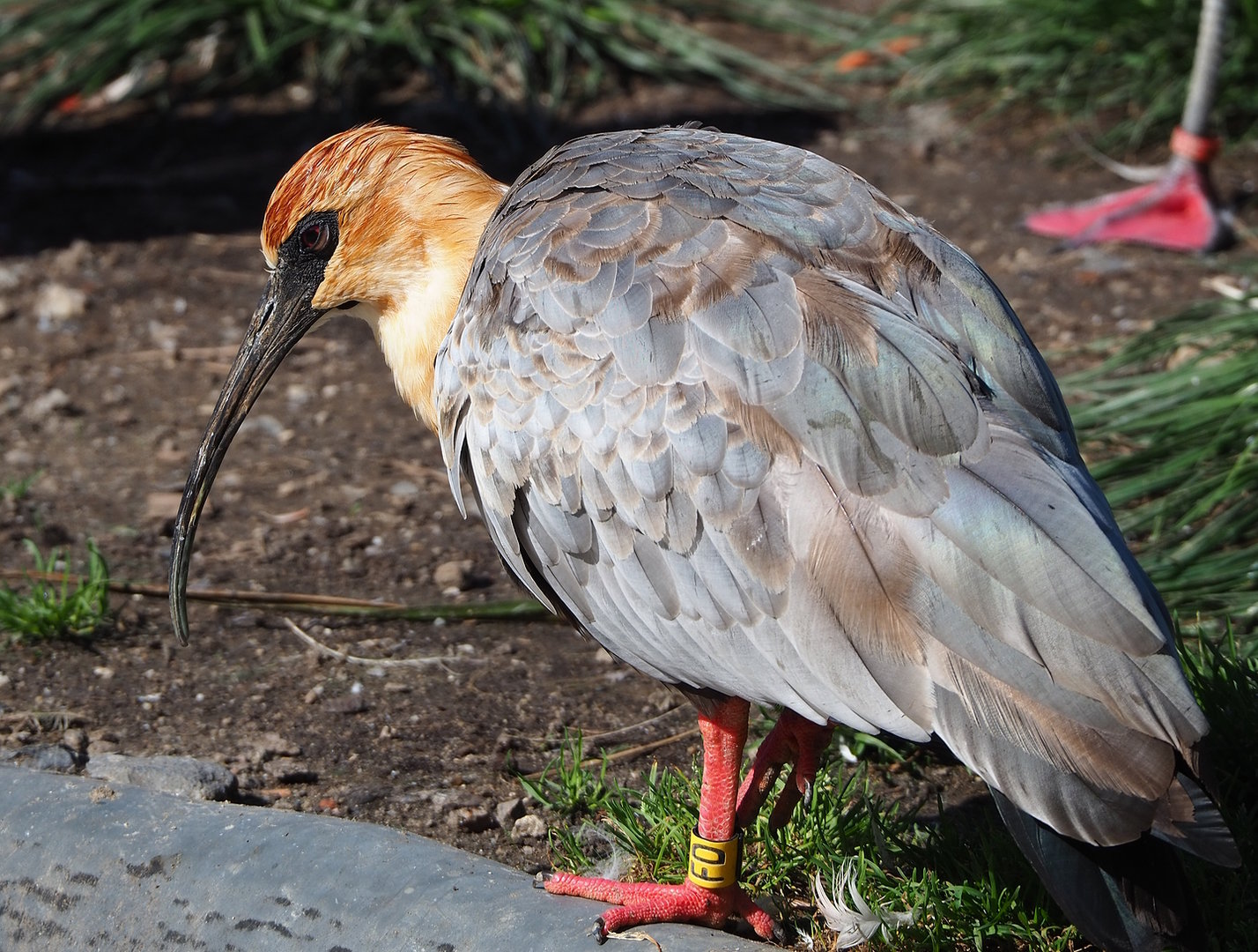 Black-faced ibis (Theristicus melanopis), 2022-09-12