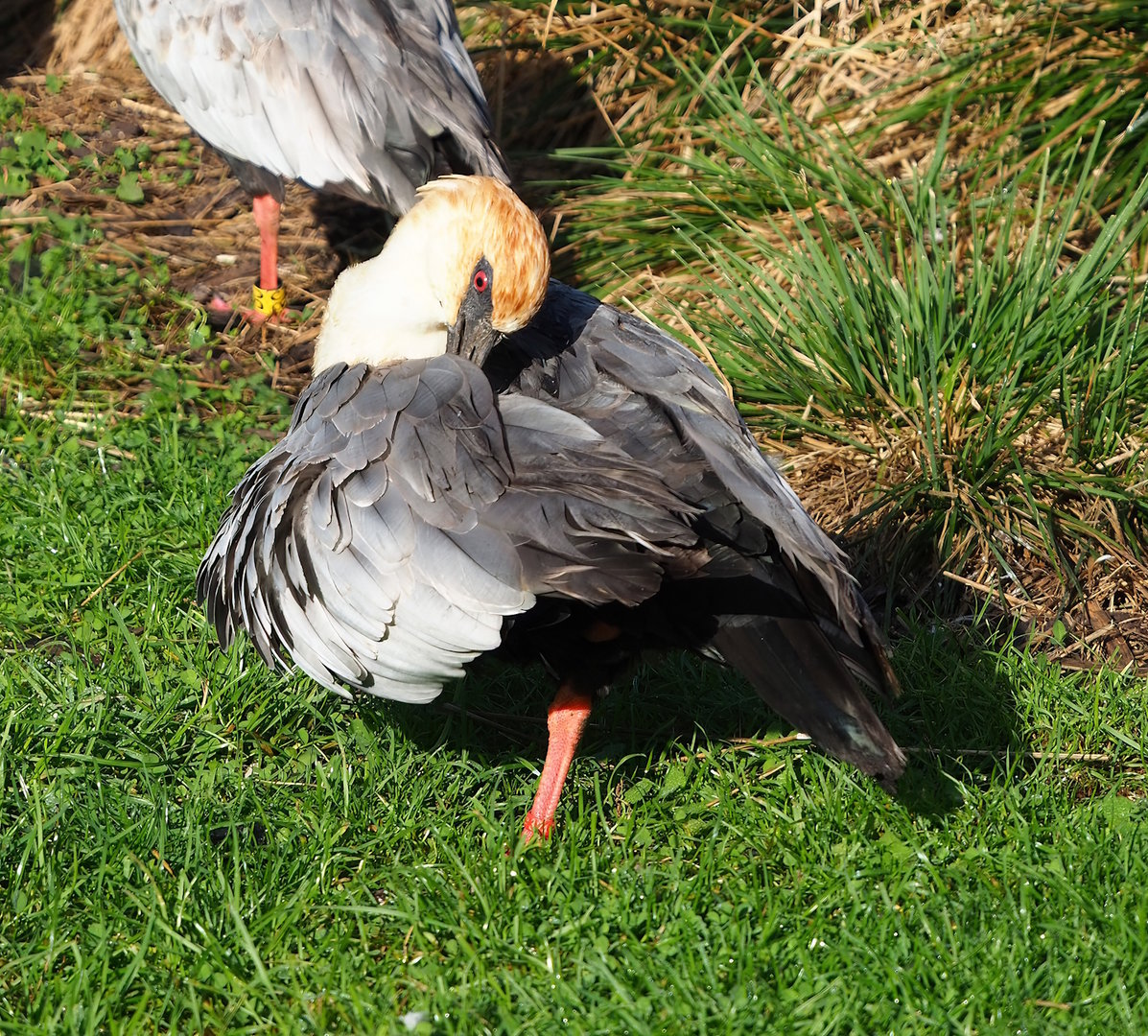 Black-faced ibis (Theristicus melanopis), 2022-10-19