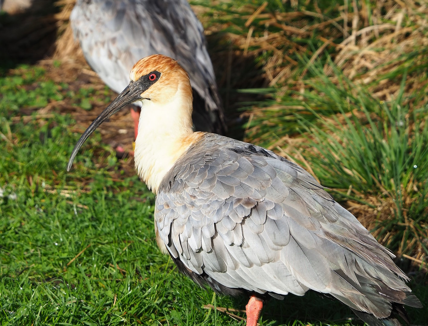 Black-faced ibis (Theristicus melanopis), 2022-10-19