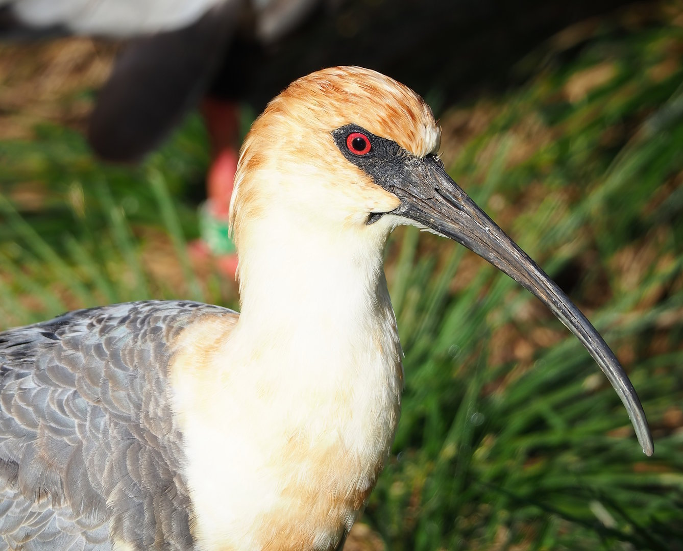 Black-faced ibis (Theristicus melanopis), 2022-10-19