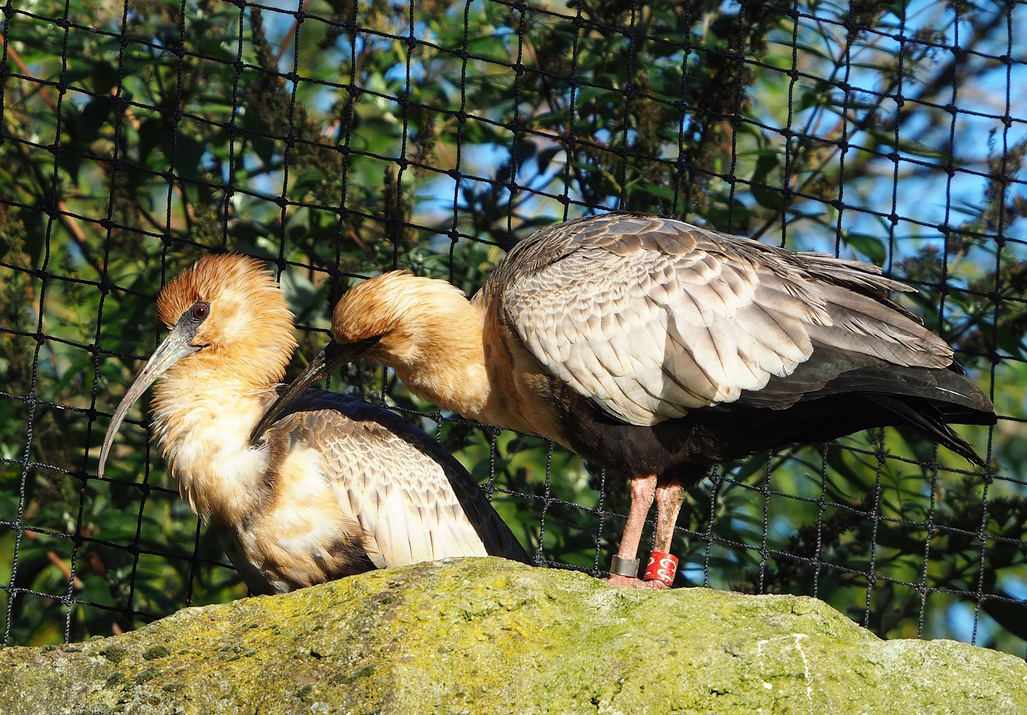 Black-faced ibis (Theristicus melanopis), 2022-11-12