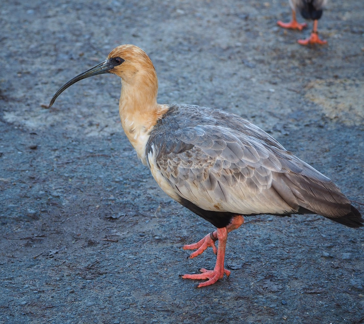 Black-faced ibis (Theristicus melanopis), 2022-12-27