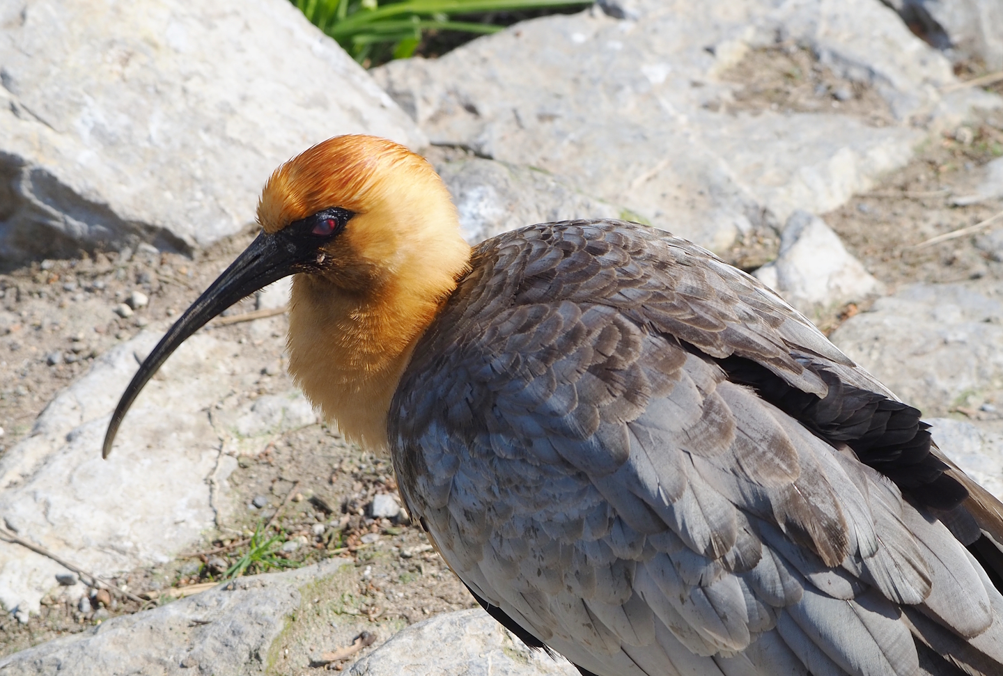Black-faced ibis (Theristicus melanopis), 2023-04-18
