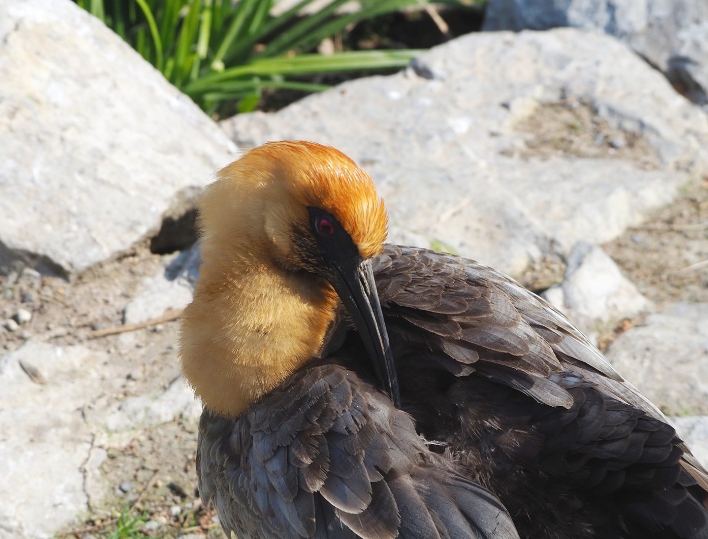 Black-faced ibis (Theristicus melanopis), 2023-04-18
