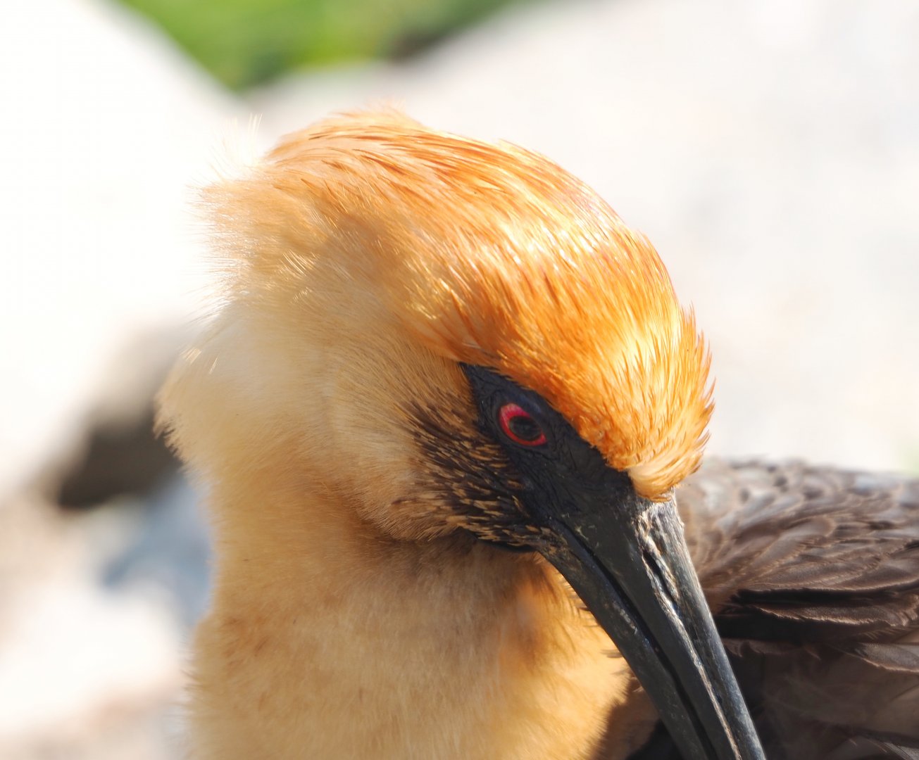 Black-faced ibis (Theristicus melanopis), 2023-04-18