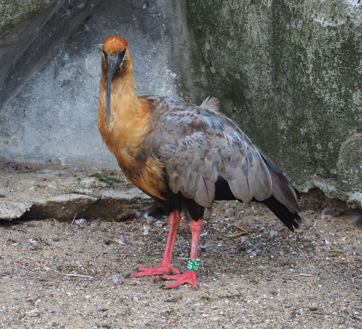 Black-faced ibis (Theristicus melanopis), 2023-07-26