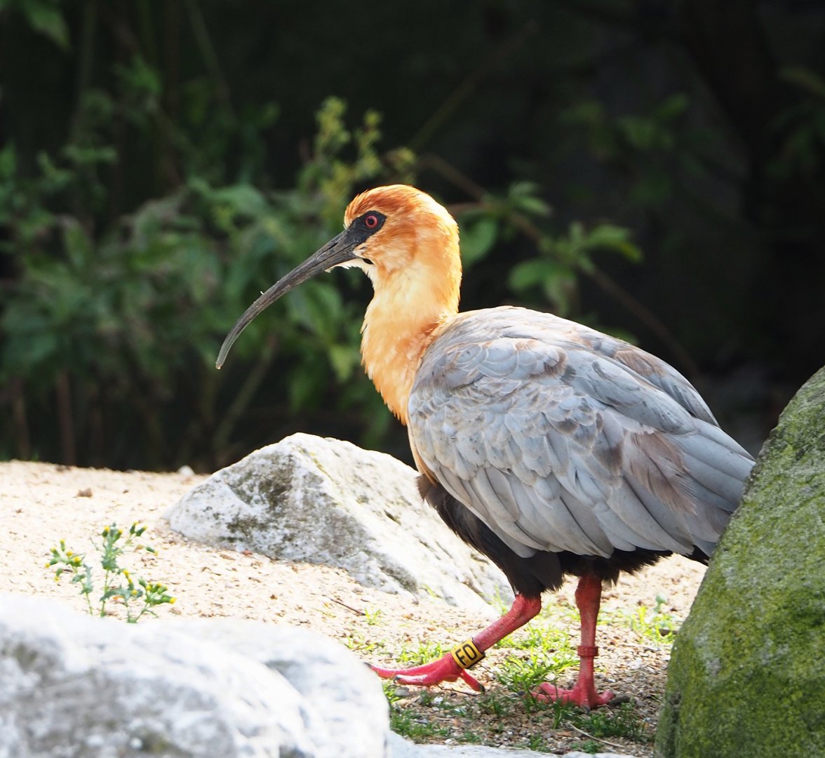 Black-faced ibis (Theristicus melanopis), 2023-09-19