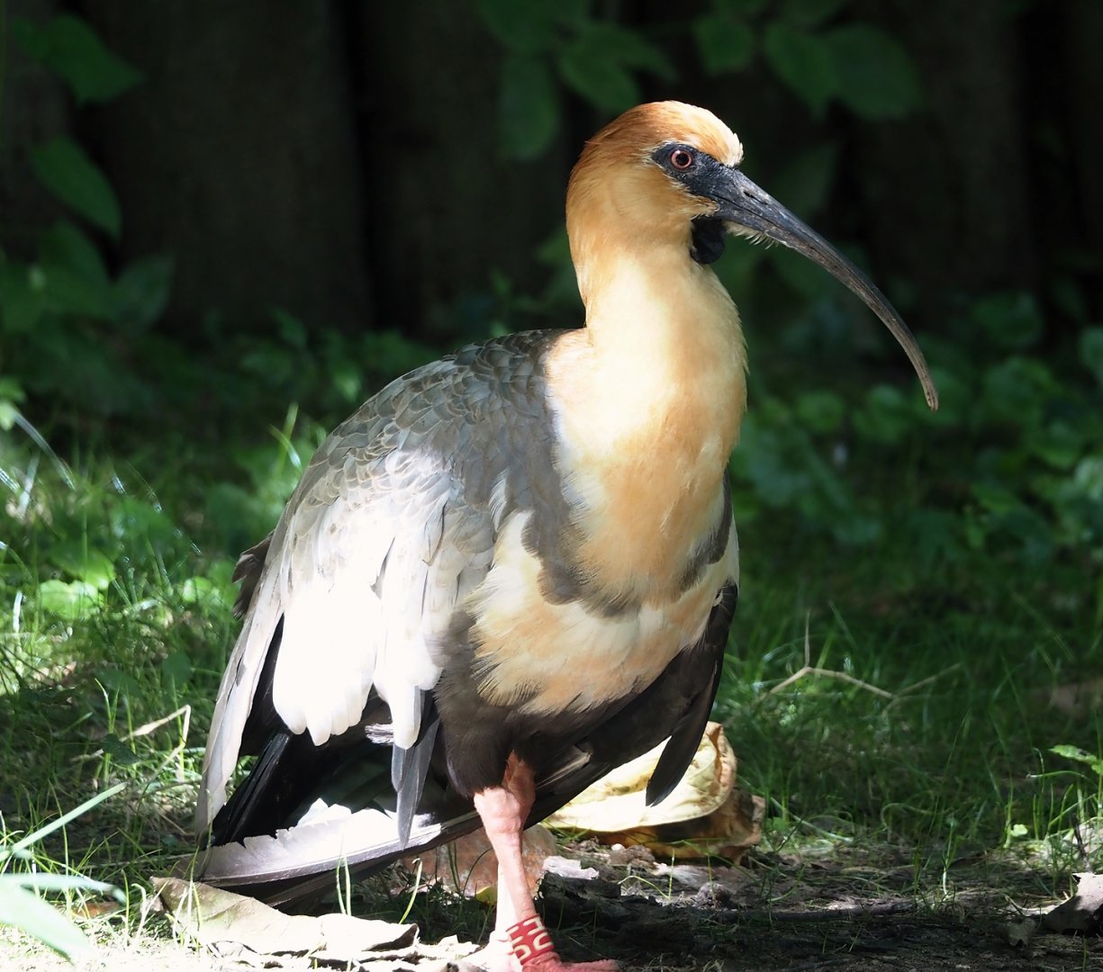Black-faced ibis (Theristicus melanopis), 2024-08-21