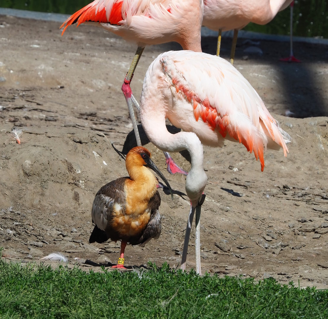Black-faced ibis (Theristicus melanopis) and Chilean flamingo (Phoenicopterus chilensis), 2022-07-16