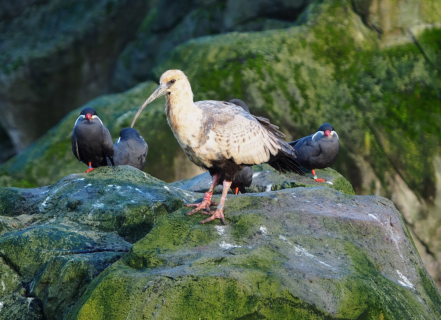 Black-faced ibis (Theristicus melanopis) and Inca terns (Larosterna inca), 2022-12-27