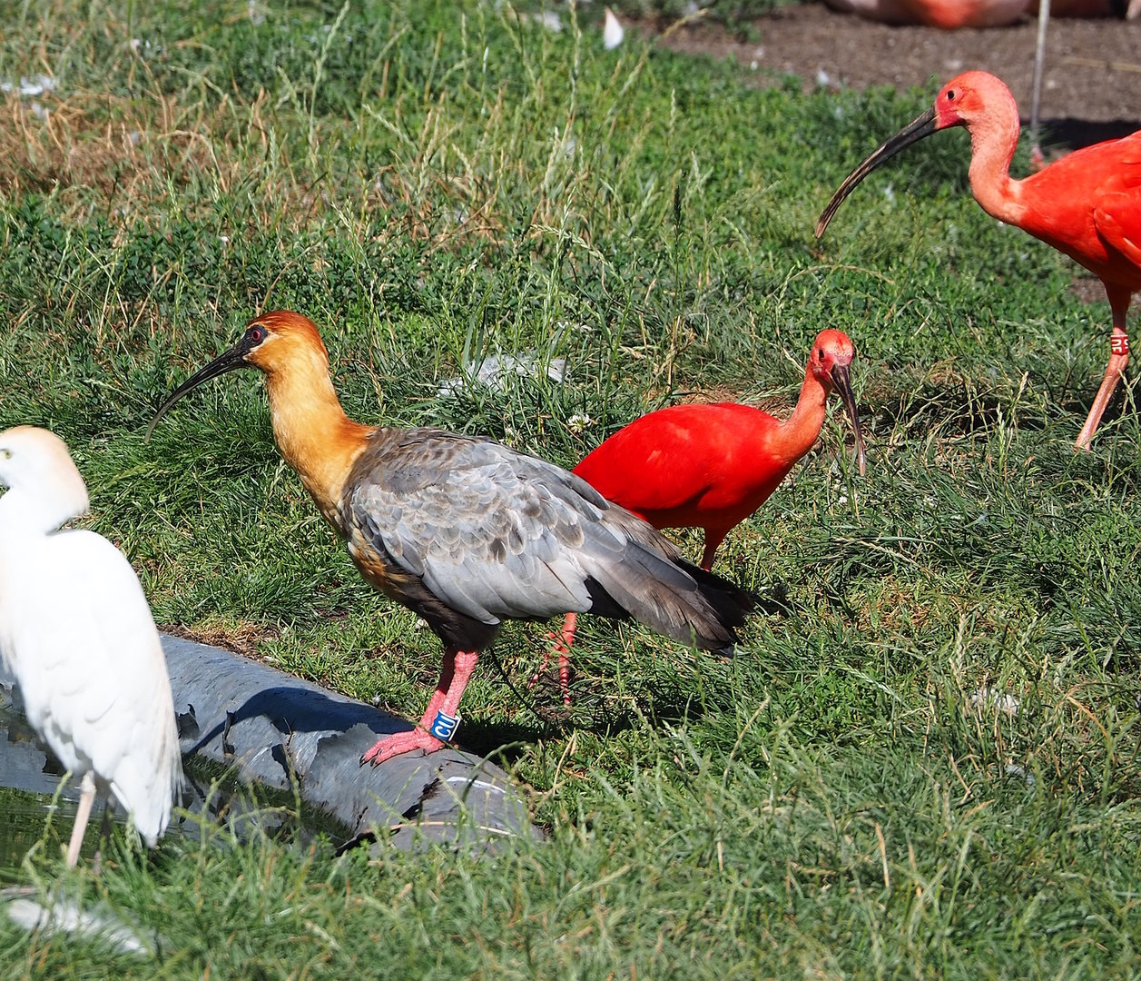 Black-faced ibis (Theristicus melanopis) and Scarlet ibis (Eudocimus ruber), 2022-08-07