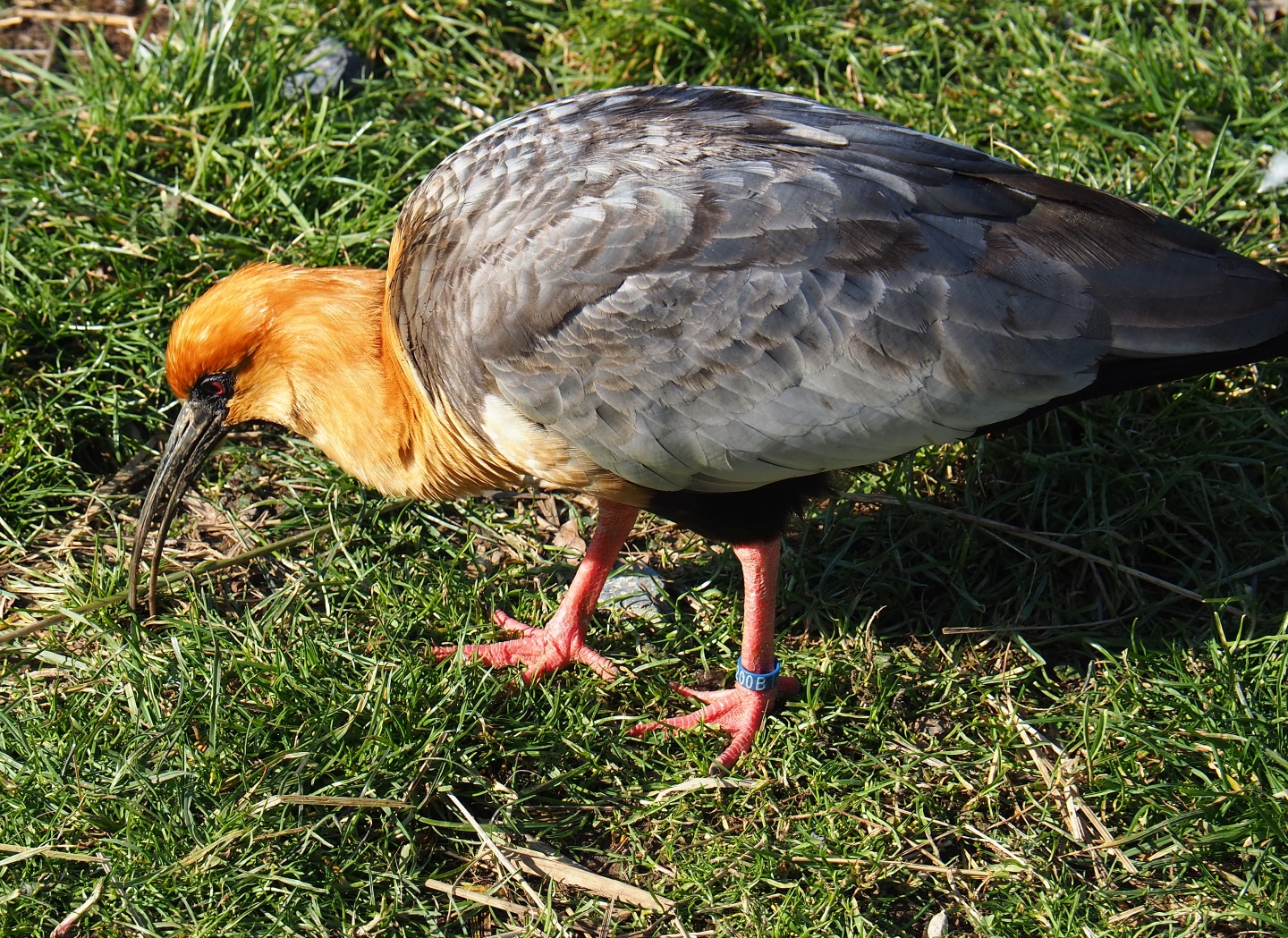 Black-faced ibis (Theristicus melanopis), Feb 16th, 2019