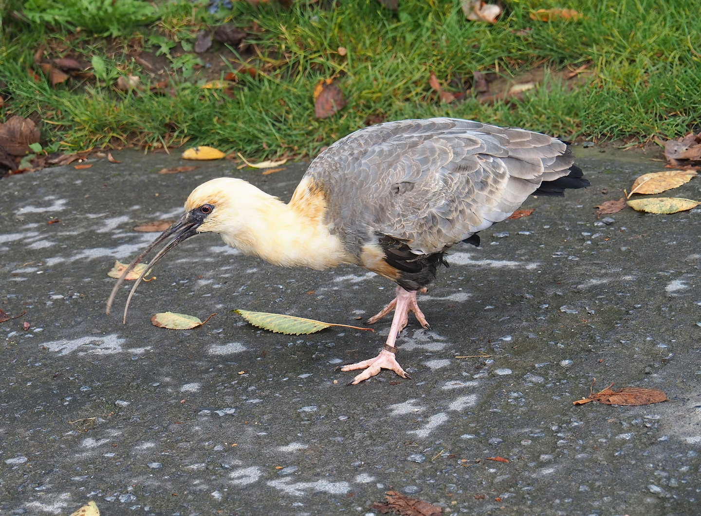 Black-faced ibis (Theristicus melanopis), Trained bird, 2023-10-13