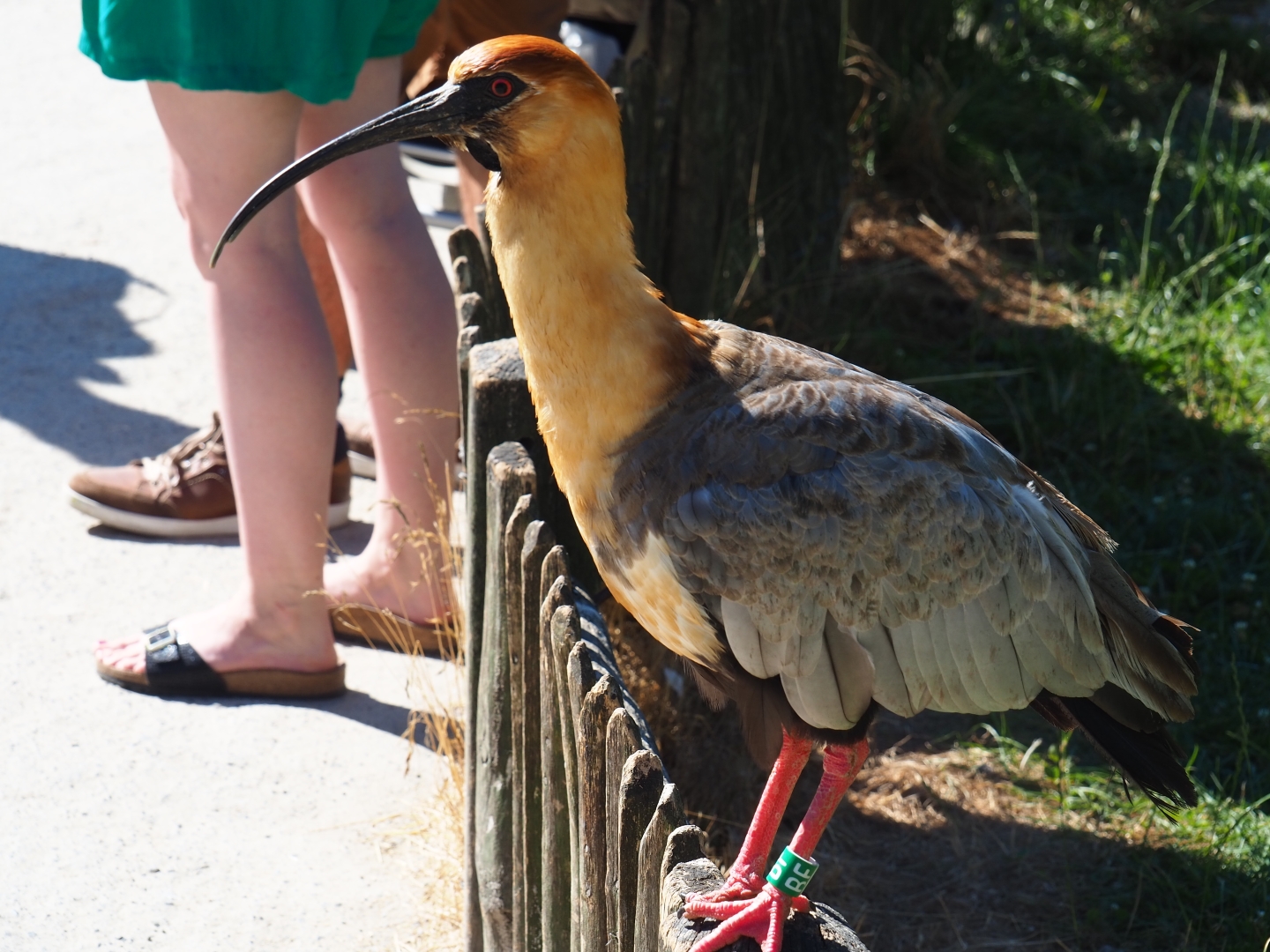 Black-faced ibis (Theristicus melanopis)
