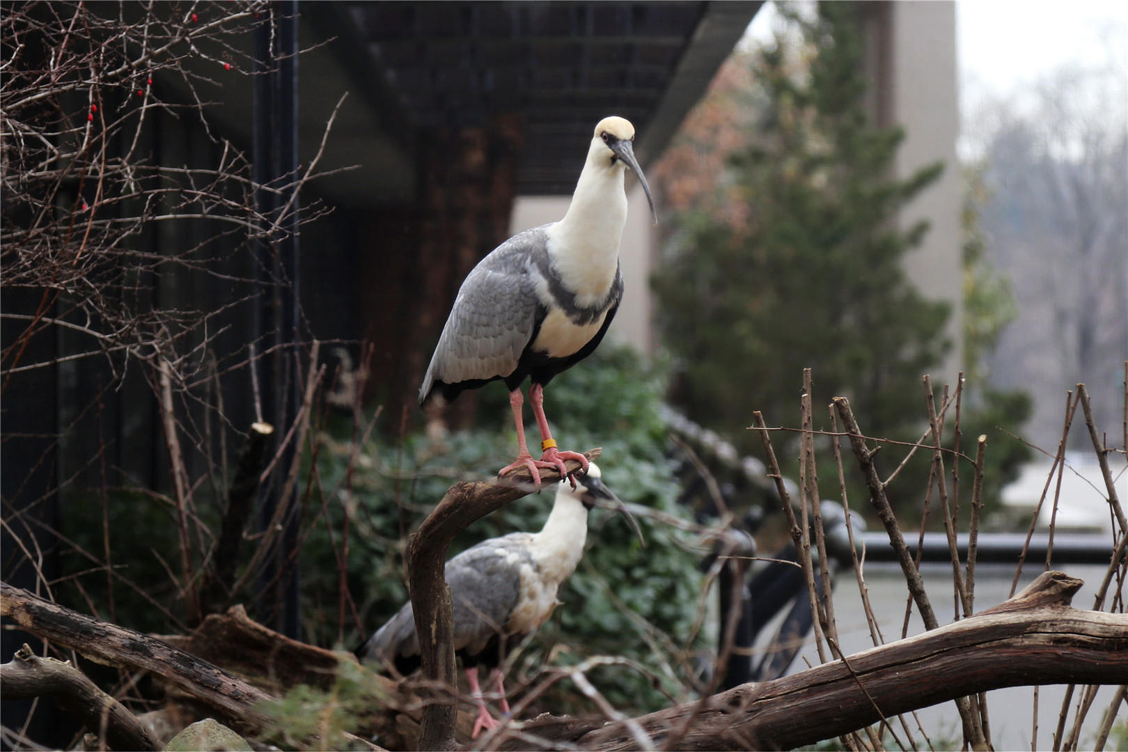 Black-faced ibis (Theristicus melanopis)