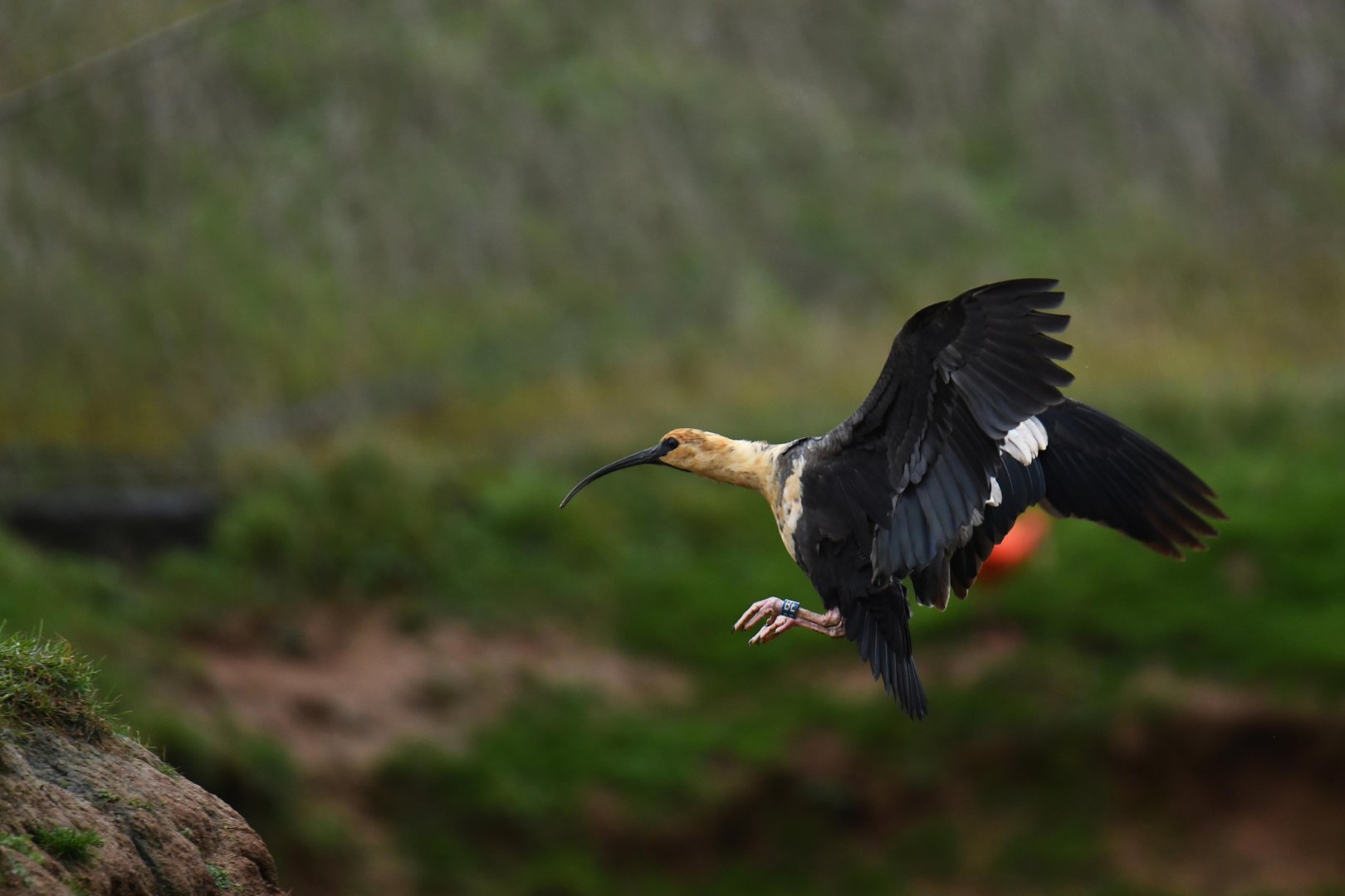Black-faced Ibis (Theristicus melanopis)