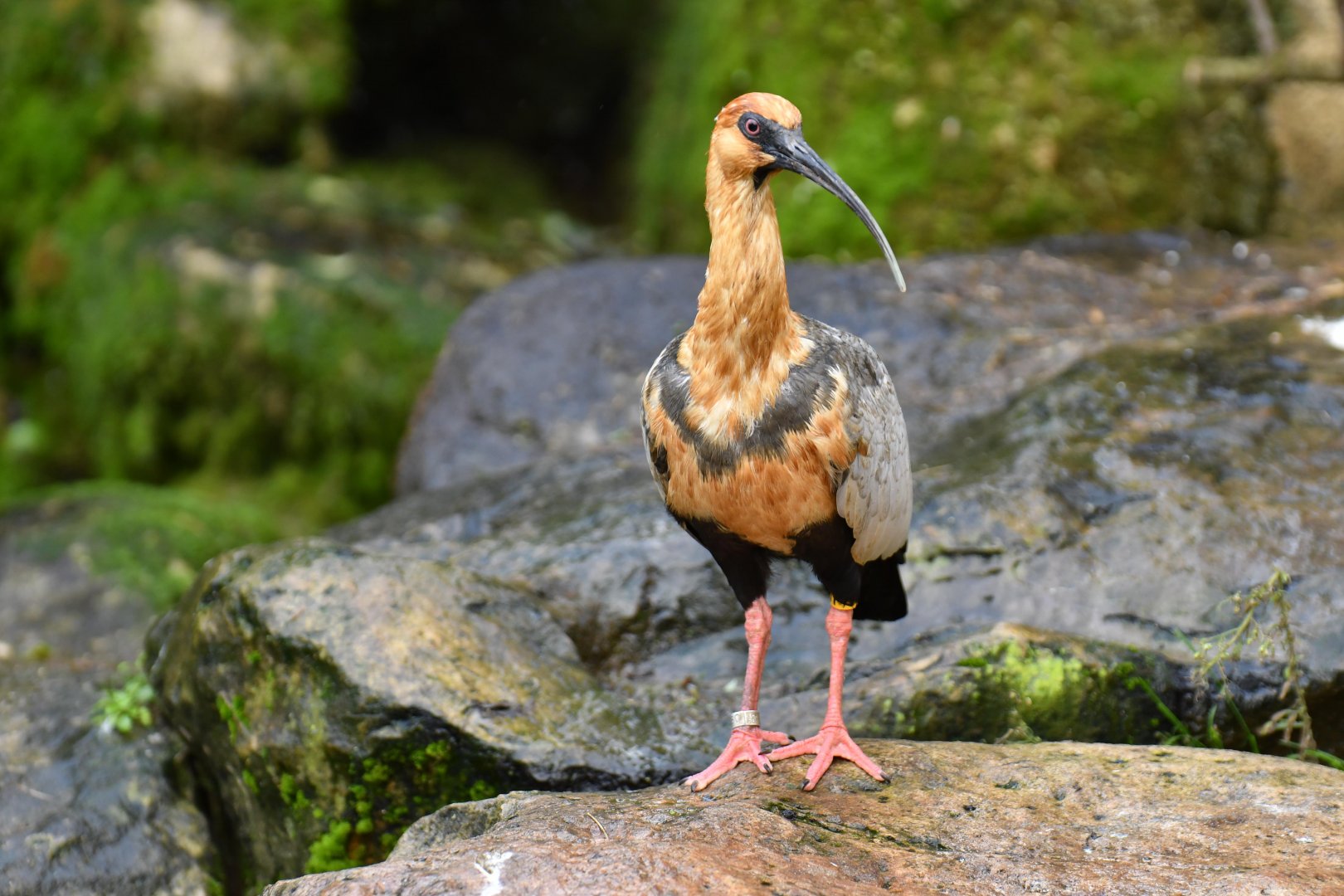 Black-faced Ibis (Theristicus melanopis)