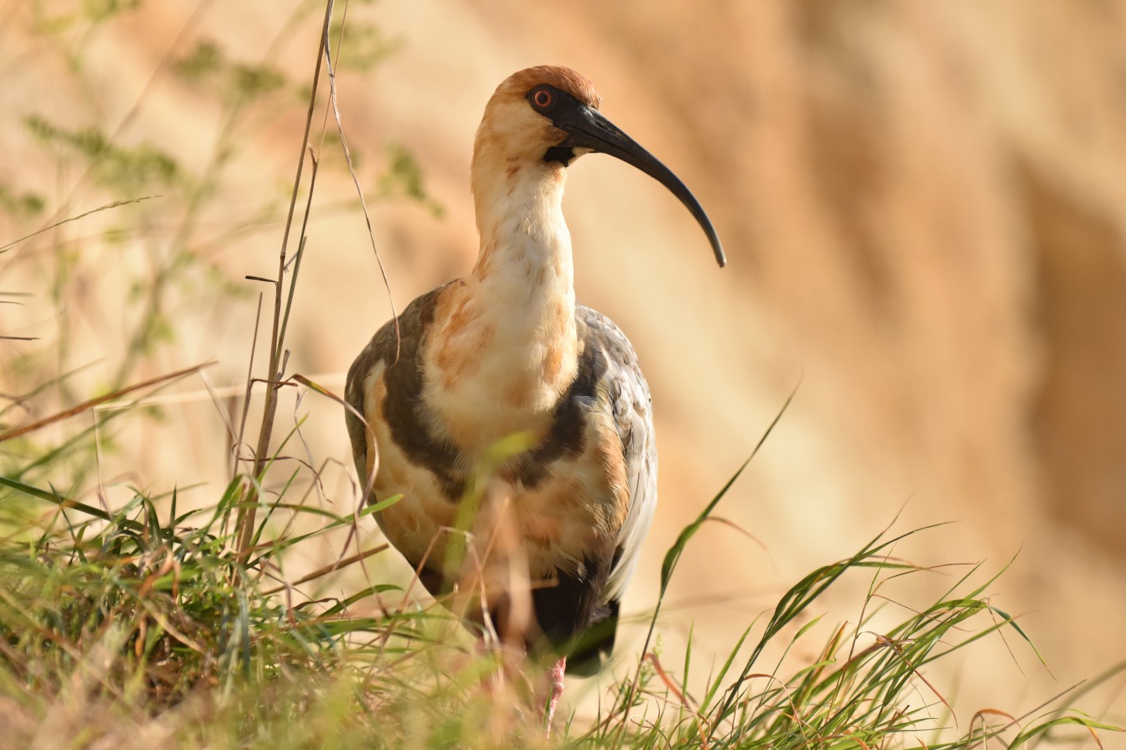 Black-faced Ibis (Theristicus melanopis)