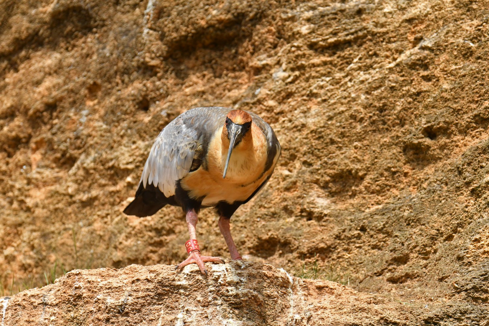 Black-faced Ibis (Theristicus melanopis)