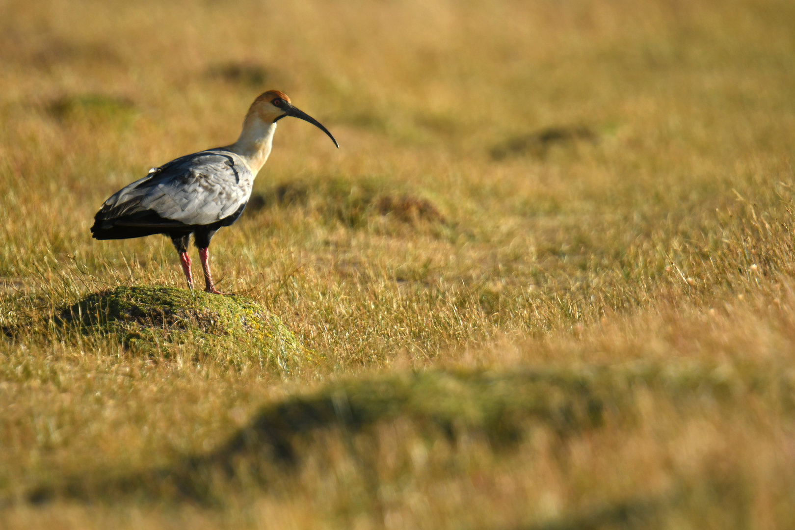Black-faced Ibis Theristicus melanopis