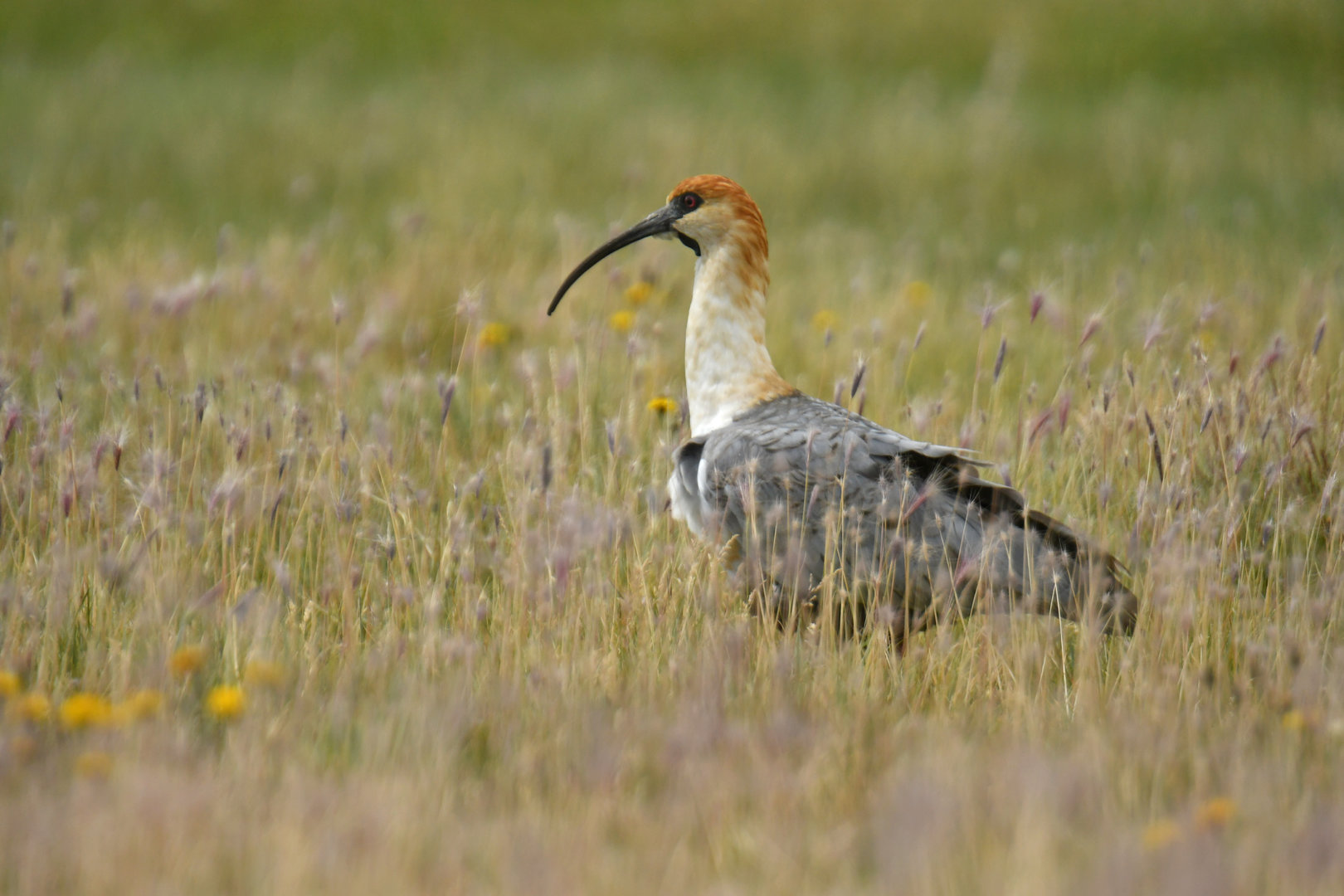 Black-faced Ibis Theristicus melanopis