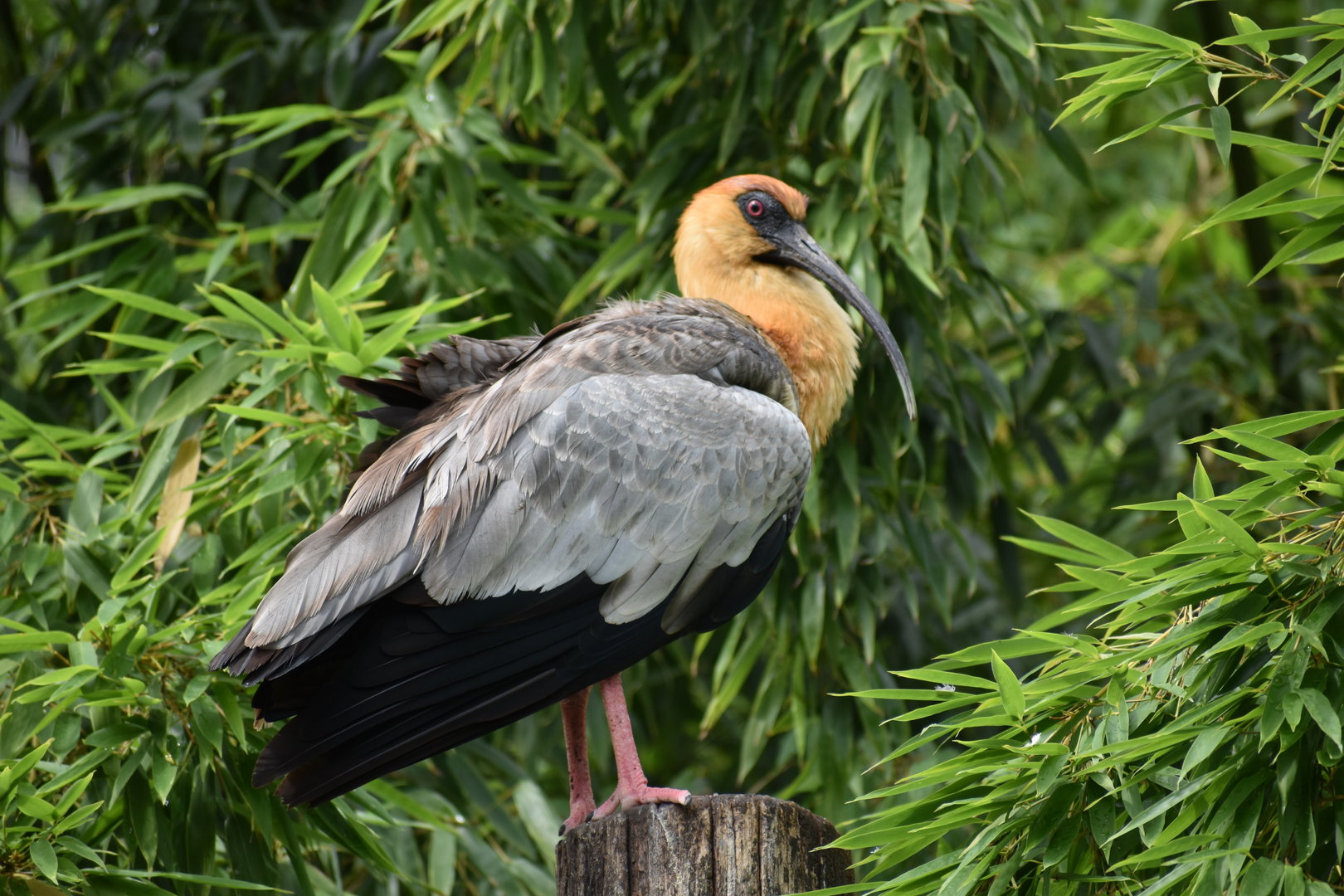 Black-faced Ibis - Theristicus melanopis