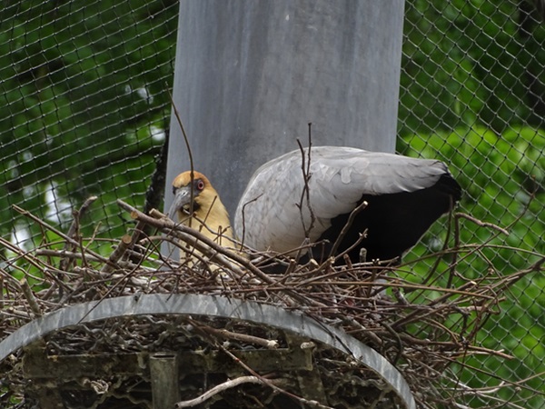 Black-faced ibis (Theristicus melanopis)