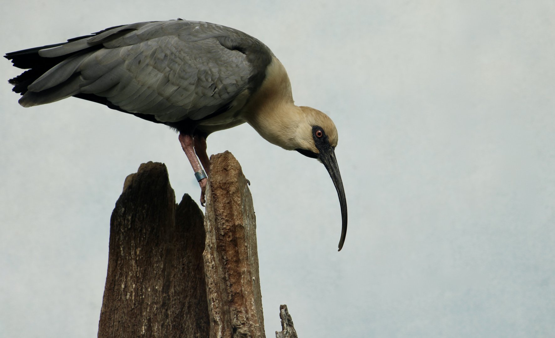 Black-Faced Ibis (Theristicus melanopis)