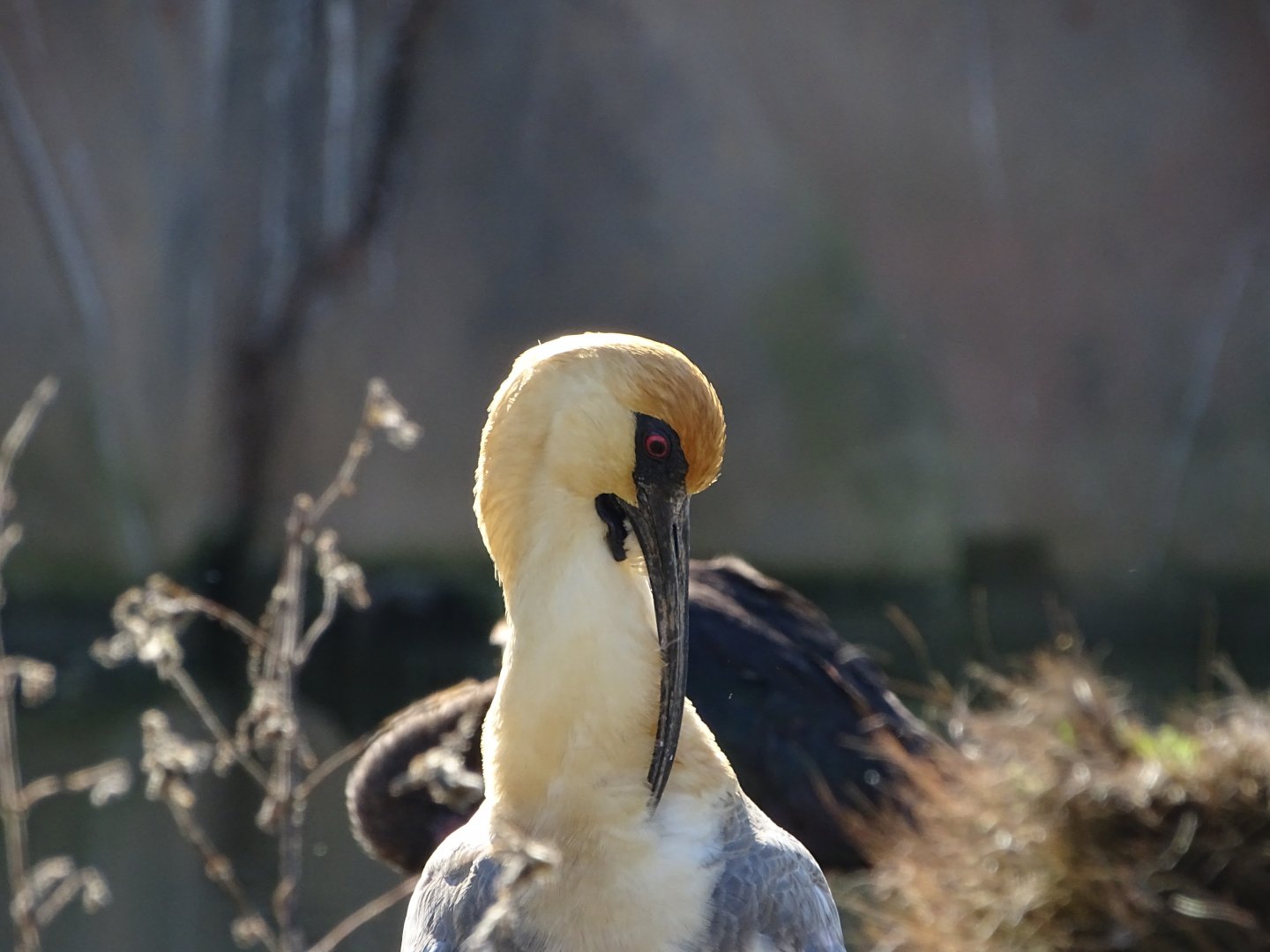 Black-faced ibis (Theristicus melanopis)