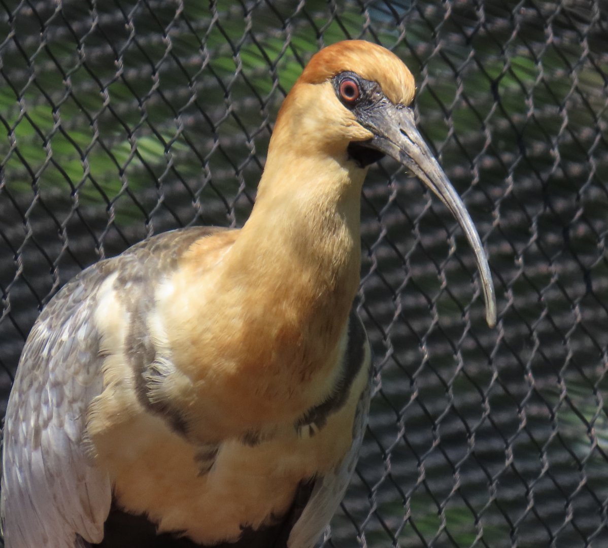Black-faced Ibis (Theristicus melanopis)