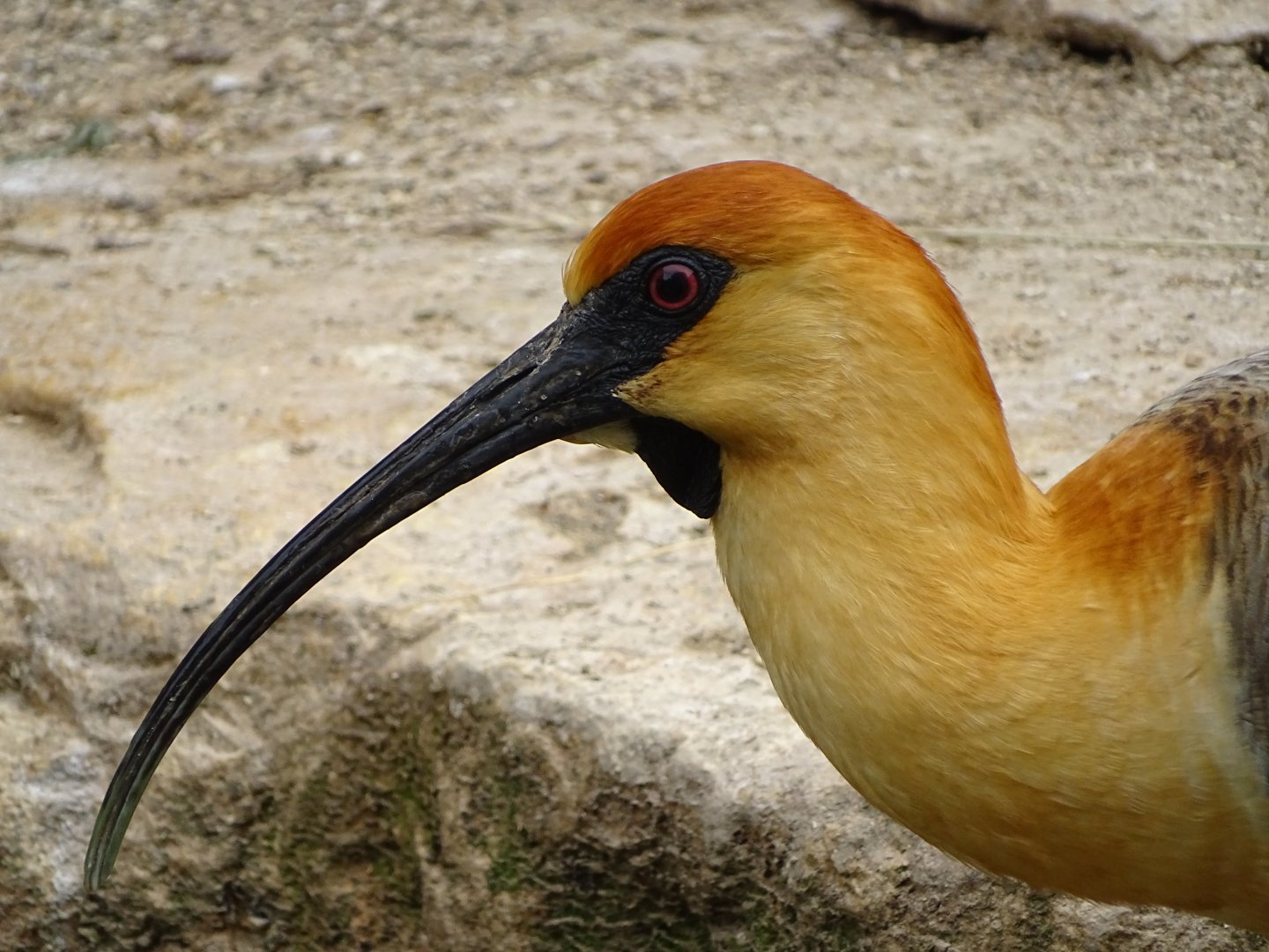 Black-faced ibis (Theristicus melanopis)