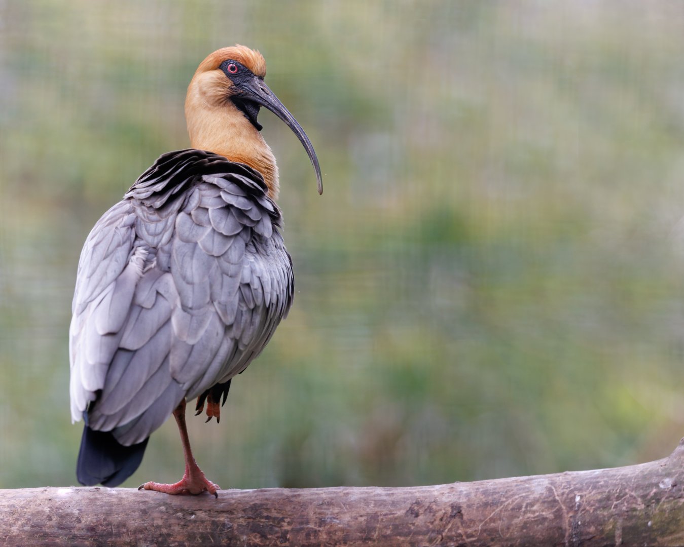 Black faced Ibis / Welsh Mountain Zoo / 15-5-22