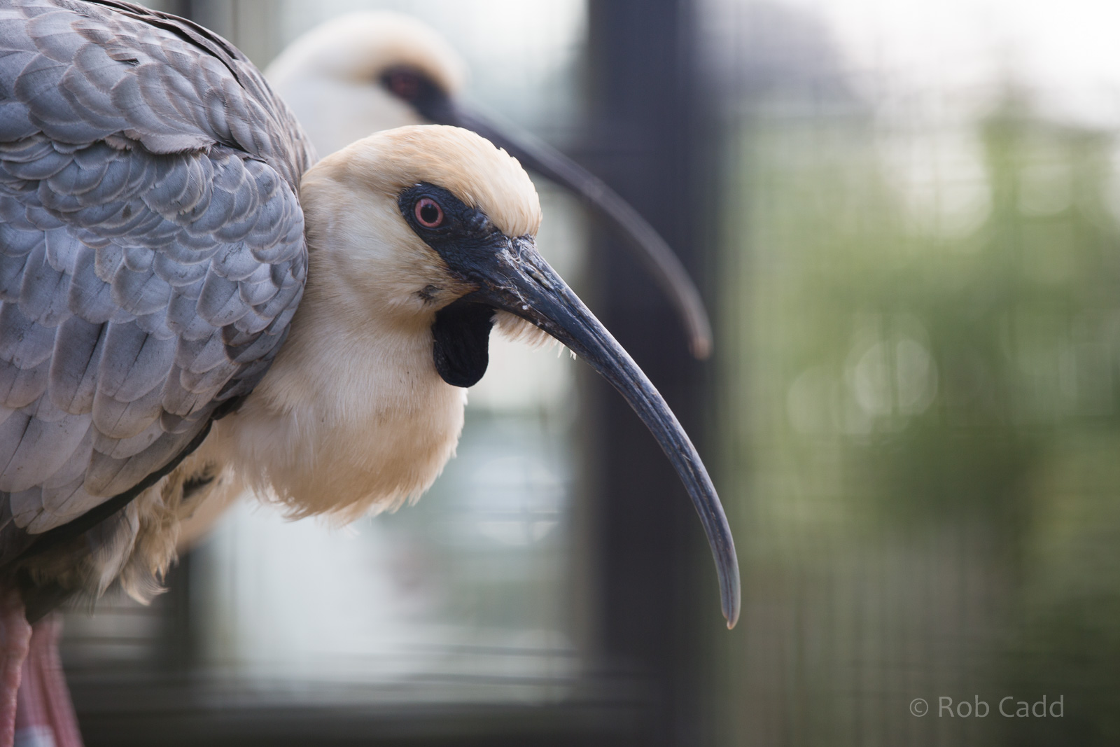 Black-faced ibis : Whipsnade : 30 Nov 2014