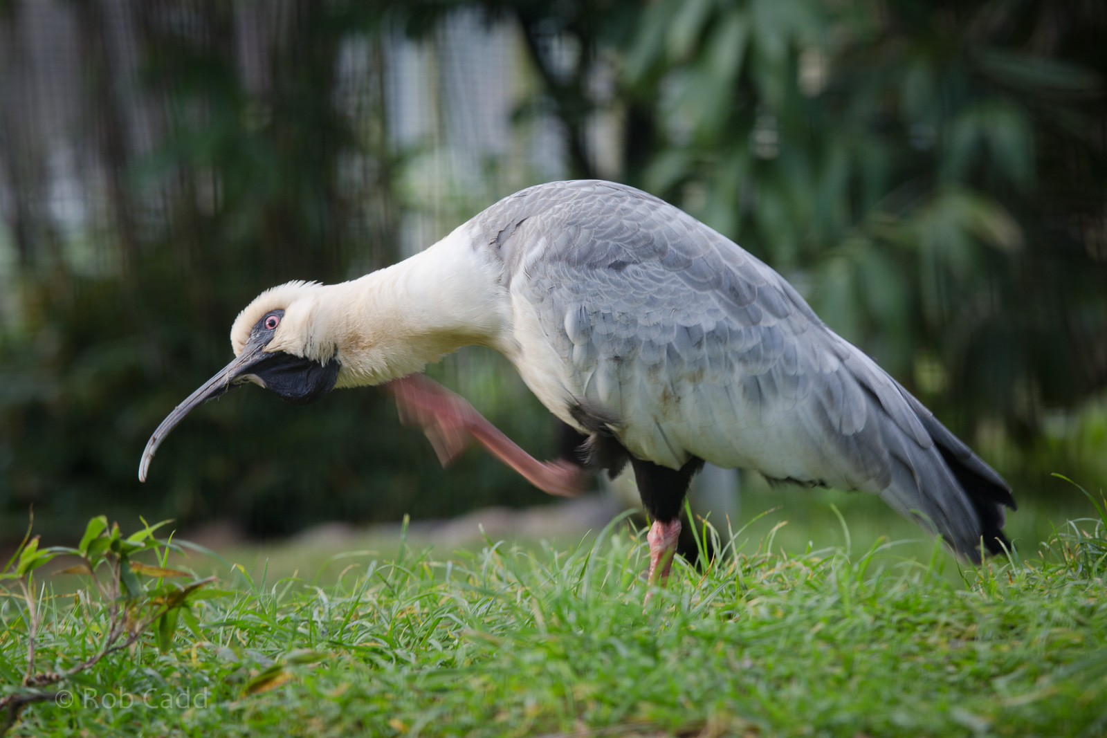 Black-faced ibis : Whipsnade : 30 Nov 2014