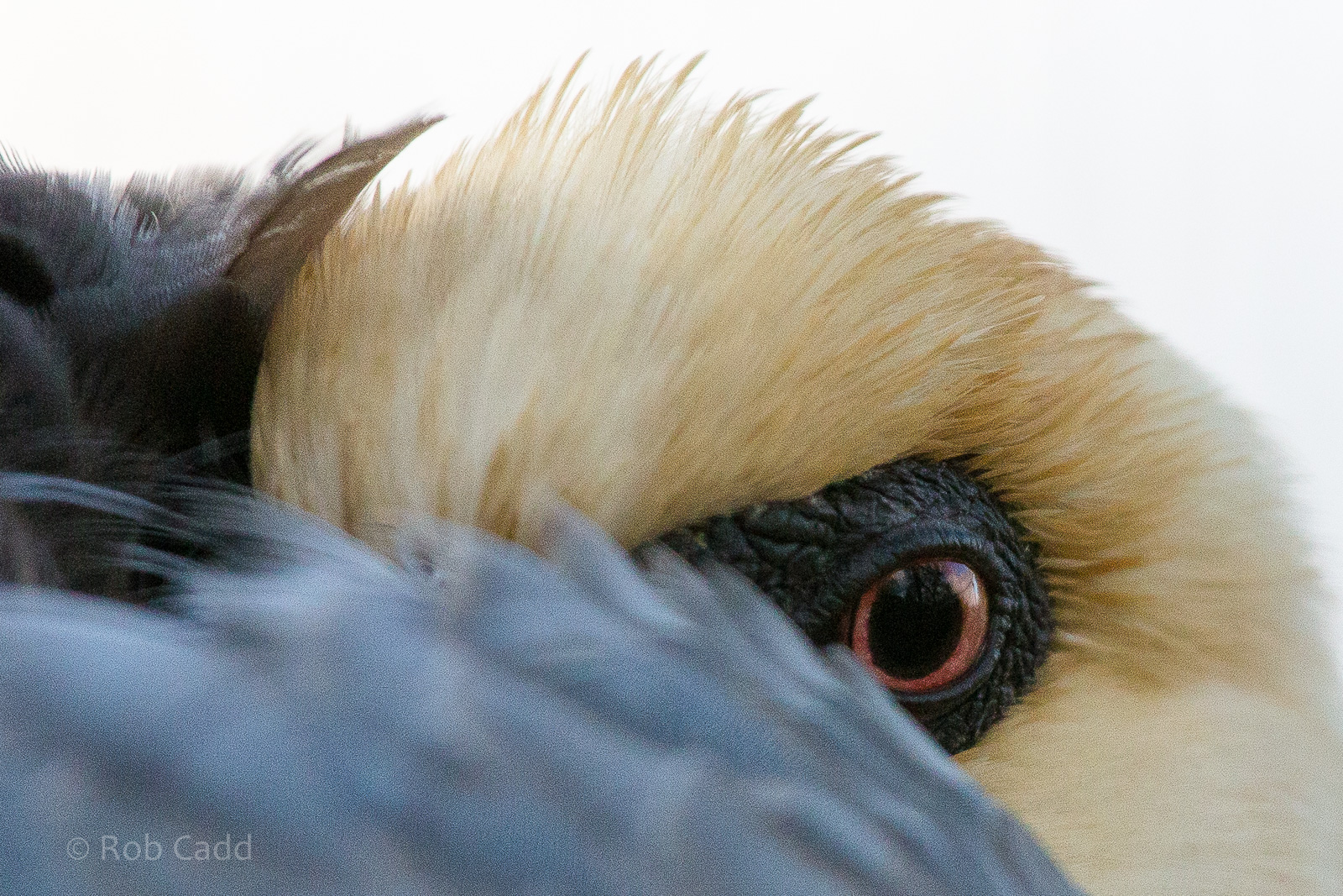 Black-faced ibis : Whipsnade : 30 Nov 2014