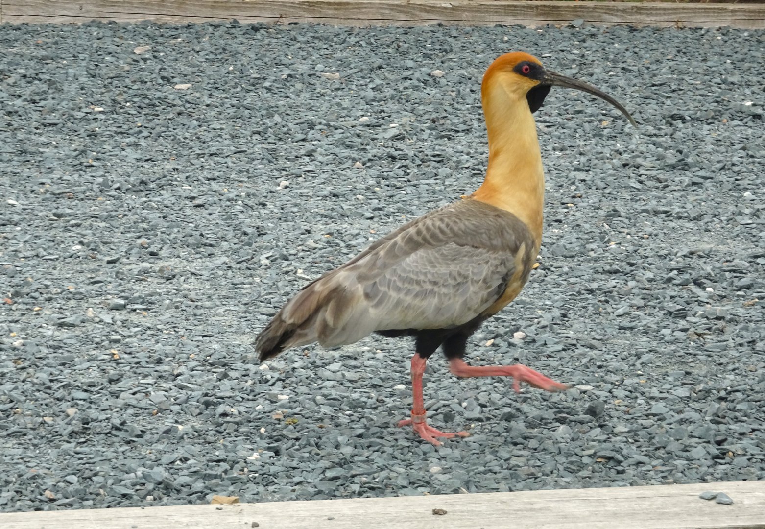 Black Faced Ibis, Wild Discovery, 2 August 2025