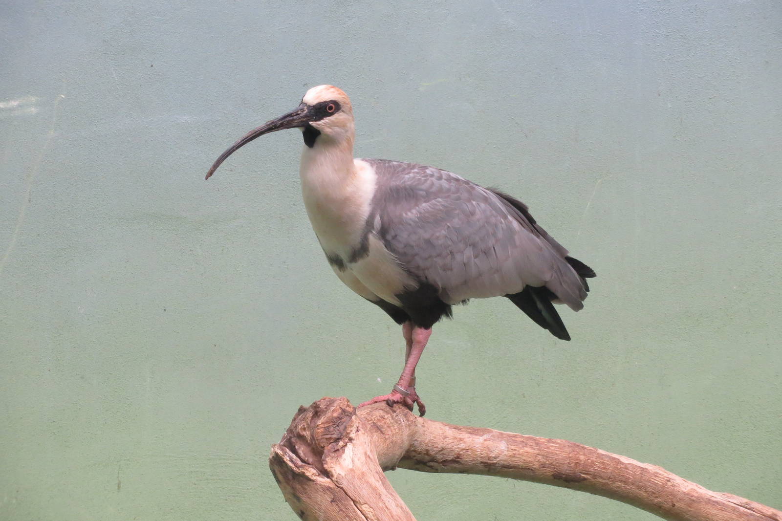 Black-faced Ibis - World of Birds 031215