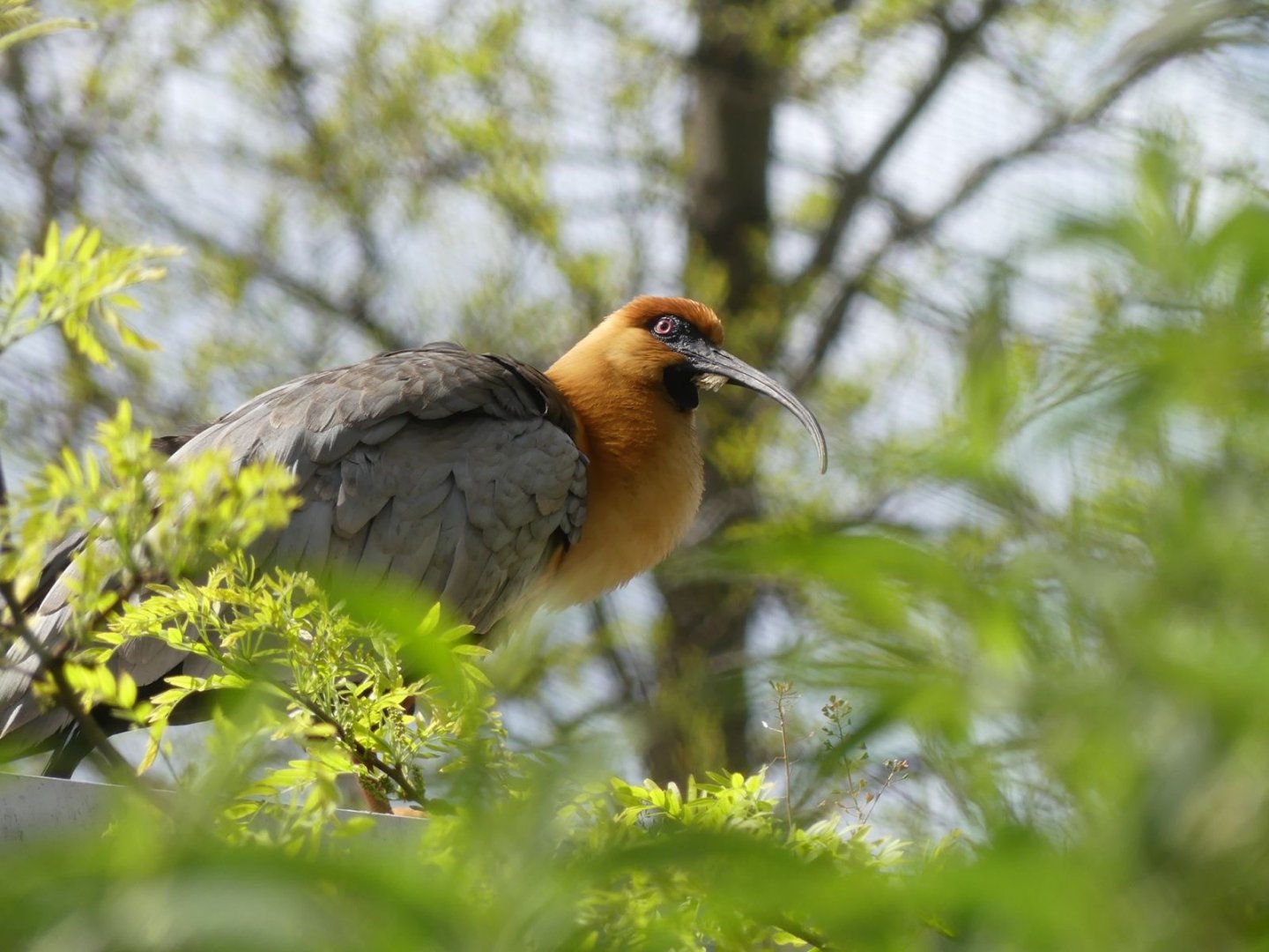 Black Faced Ibis - Zoo København - 26.05.25