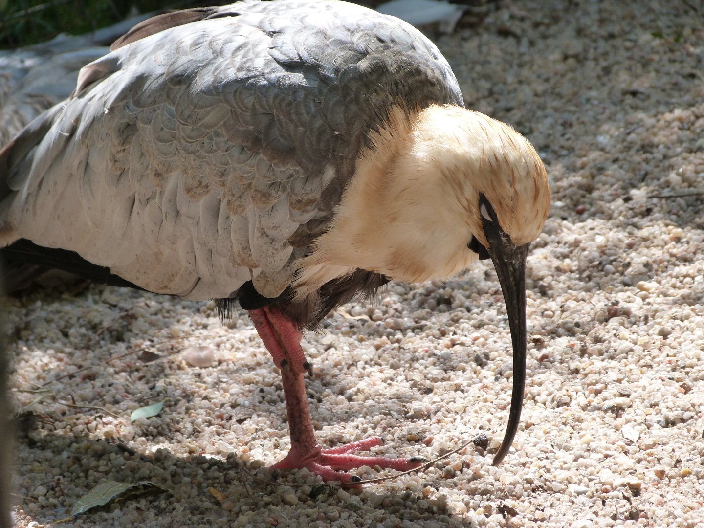 Black-faced ibis -Zoo Praha (2025)
