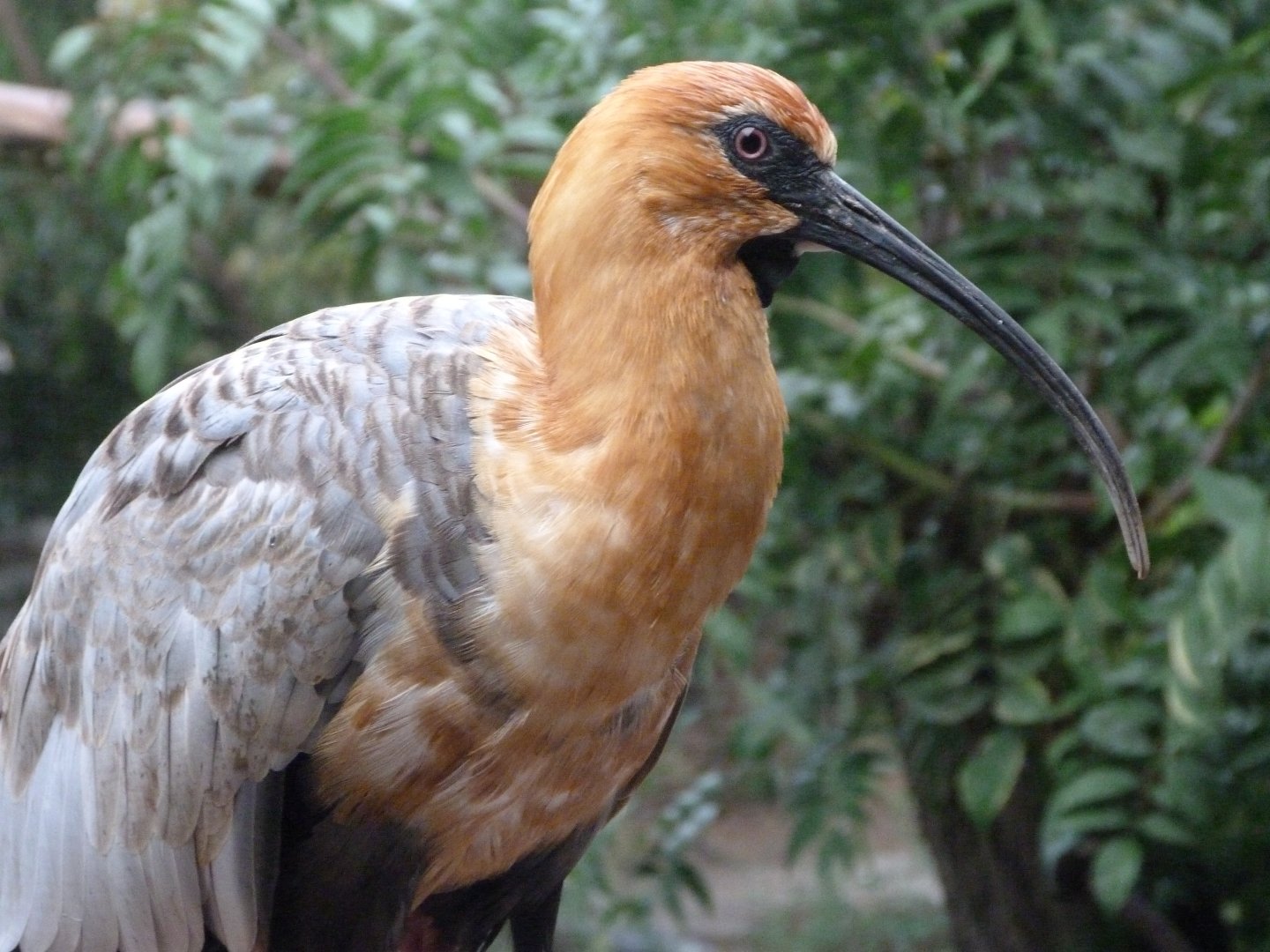 Black-faced ibis -Zoo Praha (2025)