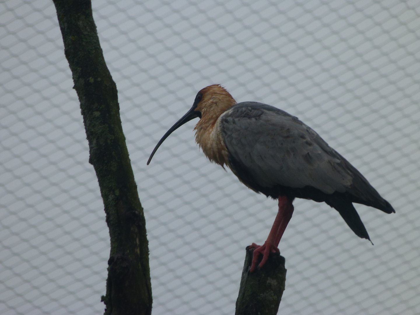 Black-faced ibis -ZooParc de Beauval (2025)