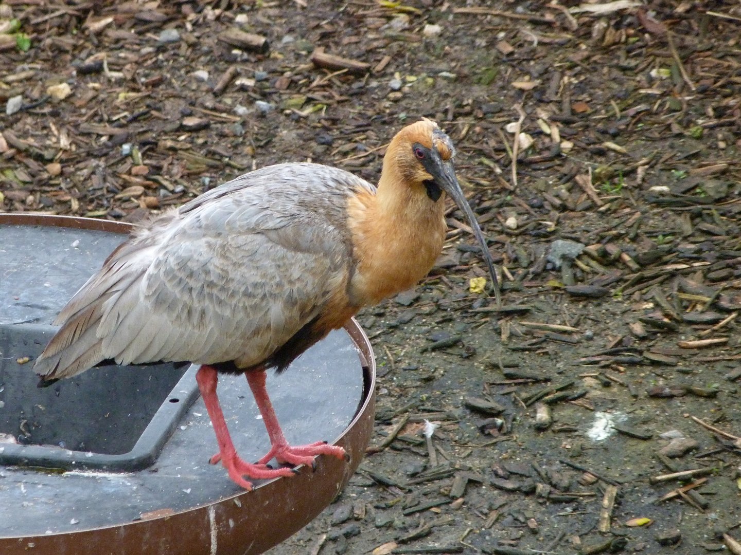 Black-faced ibis -ZooParc de Beauval (2025)