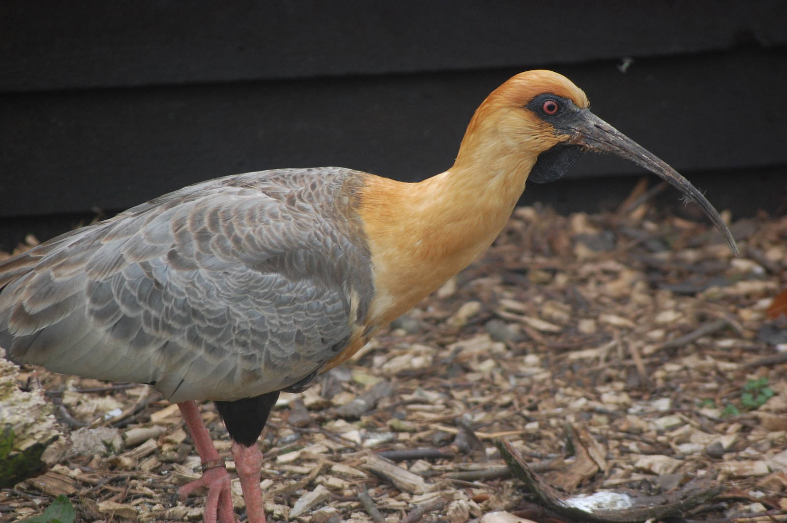 Black-faced ibis