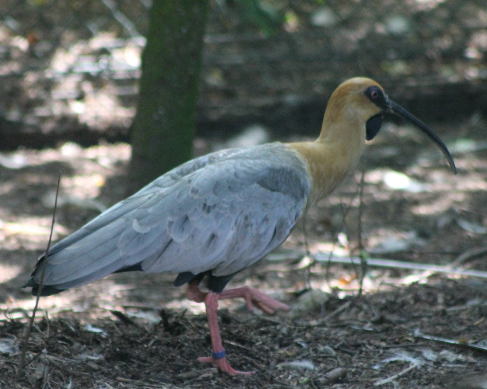 Black-faced ibis