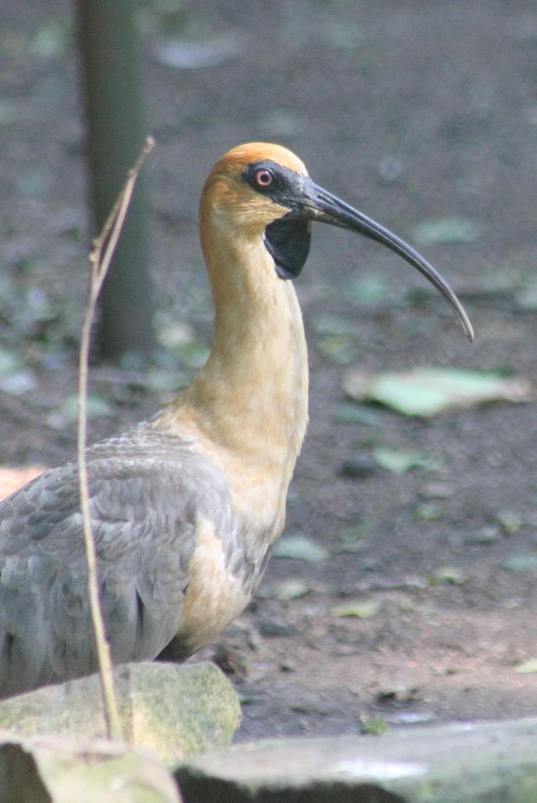 Black-faced ibis