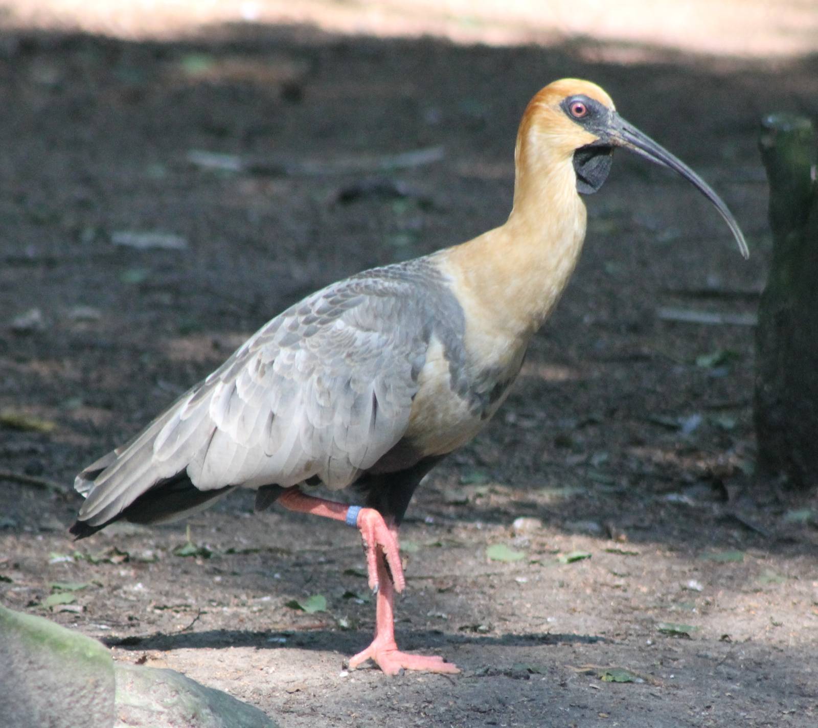 Black-faced ibis
