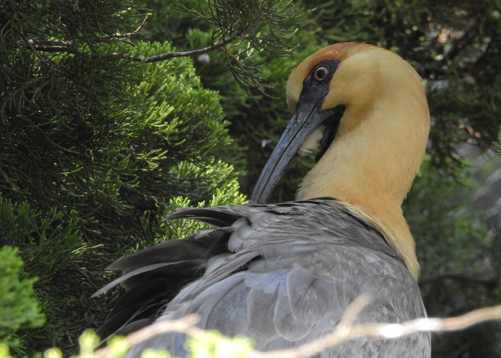 Black Faced Ibis