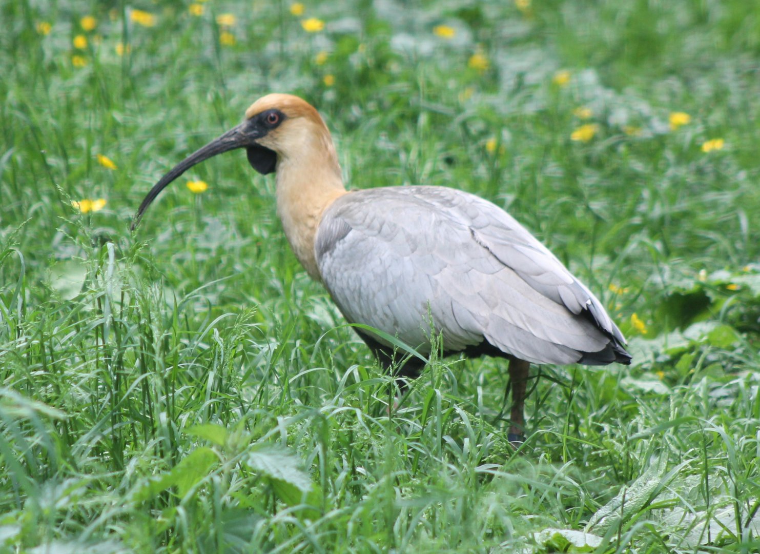 Black-faced ibis