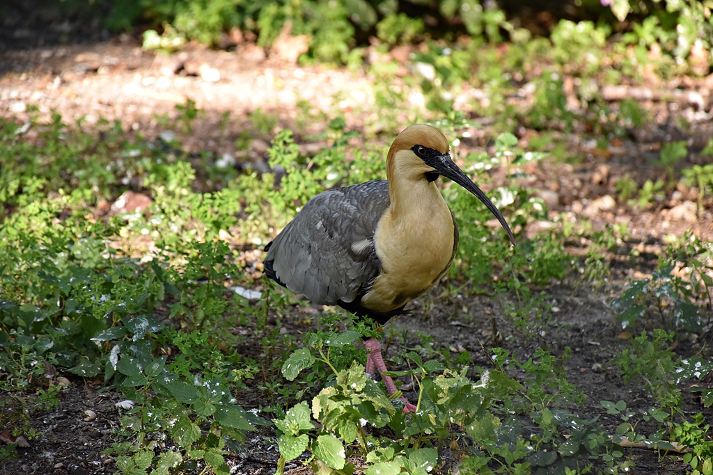 Black-faced ibis