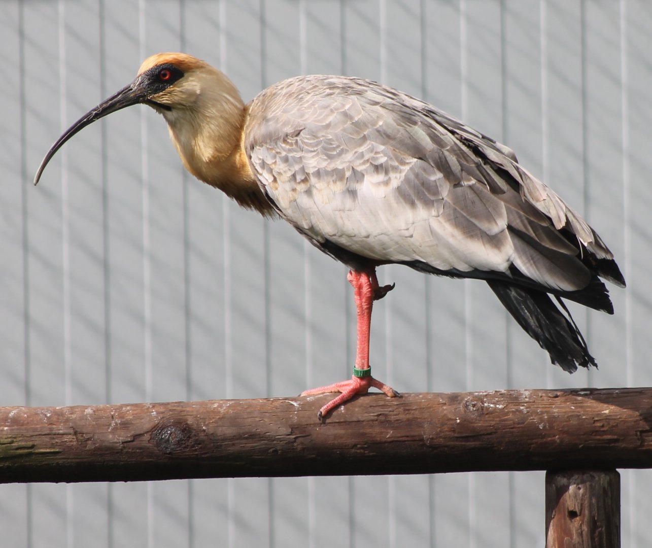 Black-faced ibis